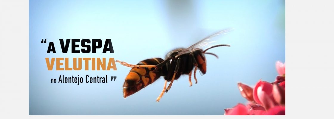 Vespa velutina – Ajude a combater esta ameaça