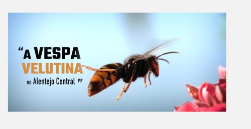 Vespa velutina – Ajude a combater esta ameaça