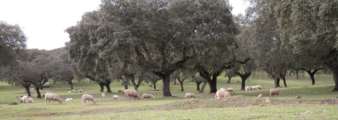 Arraiolos – Plano Municipal de Adaptação às Alterações Climáticas
